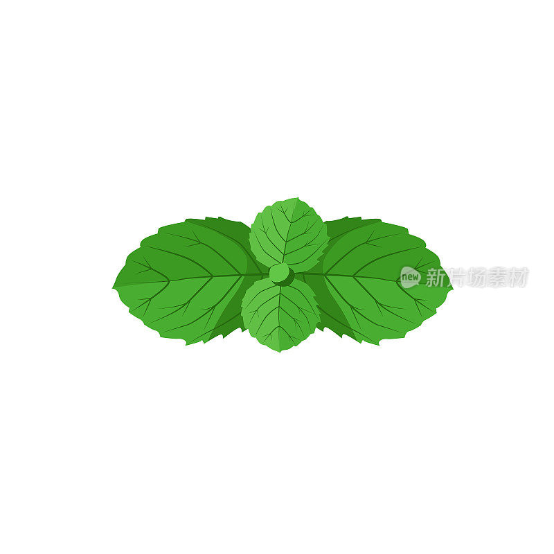 Vector juicy green mint leaf